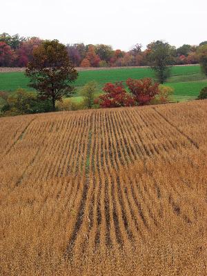 (fall field)