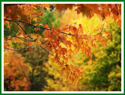 Fall Impression (leaves, foliage, fall, color)