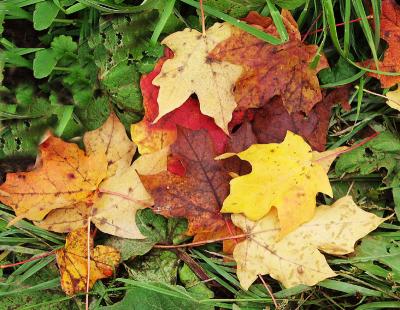 Looking Down (leaves, foliage)