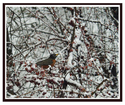 Early January Robins come to eat crabs