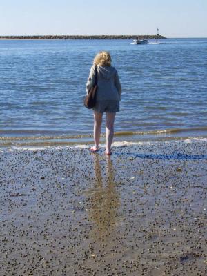 Wellfleet periwinkles .jpg