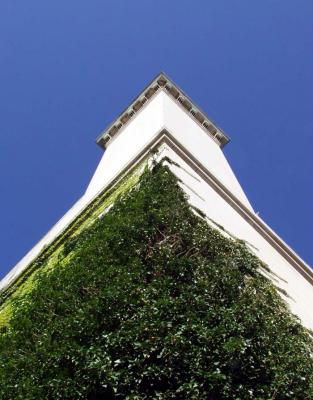 ivy.jpg