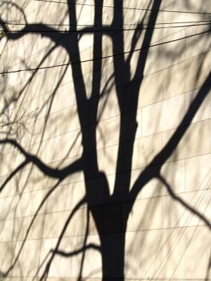 tree shadow.jpg