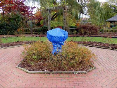 garden .jpg