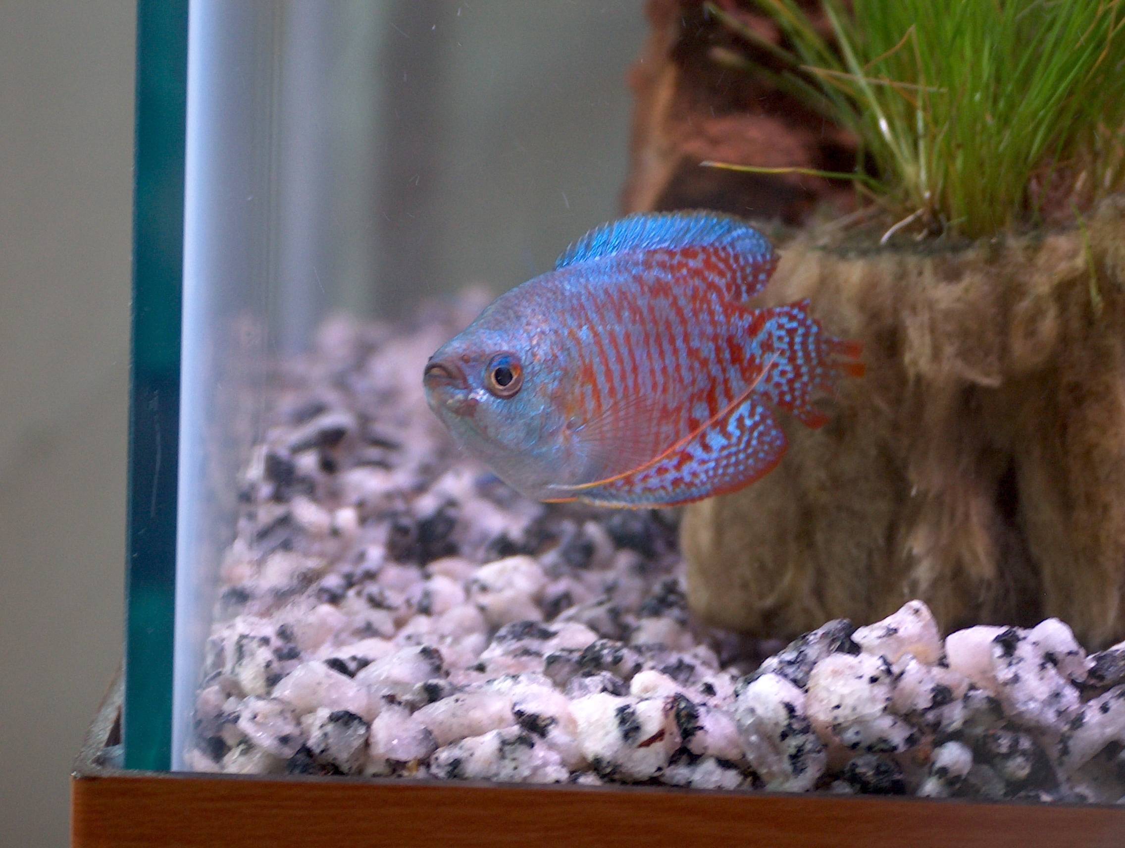 neon blue dwarf gourami