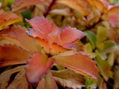 Dragonsblood Sedum<br>DSC03789.JPG