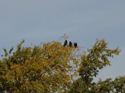 Omen<br>DSC04233.JPG