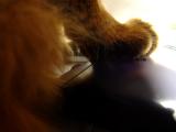 Cat and Mouse<br>DSC03615.JPG