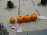 DSC04716.JPG