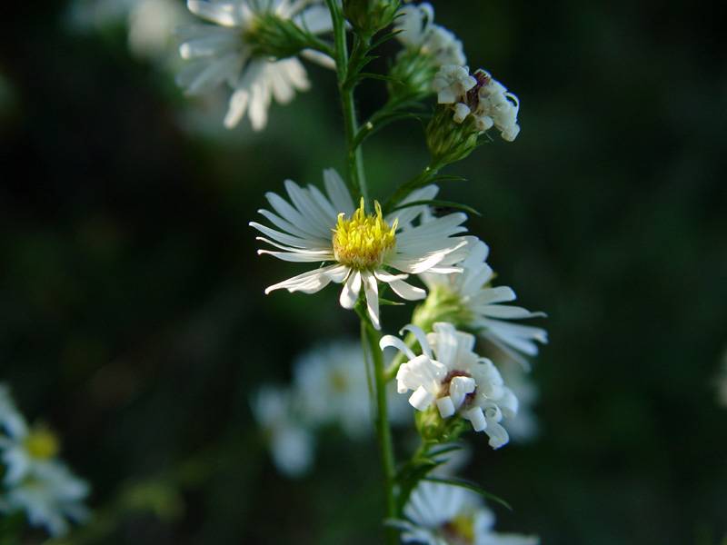DSC02358.JPG