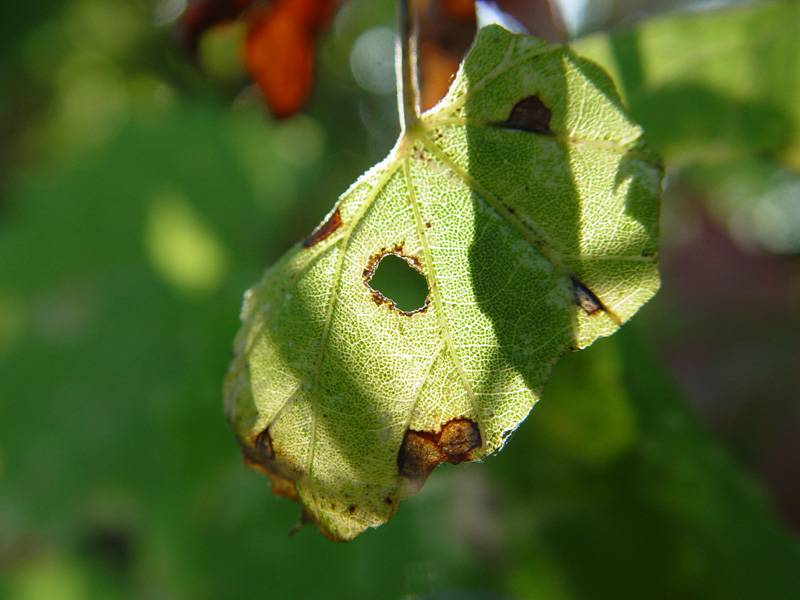 DSC02497.JPG