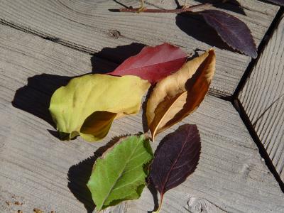 Some of the leaves from my shrubs and trees