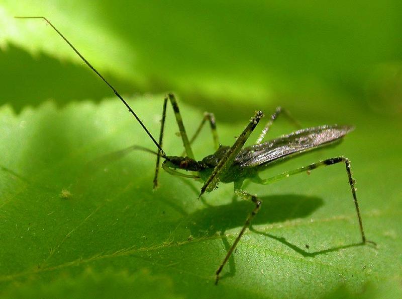 assassin bug