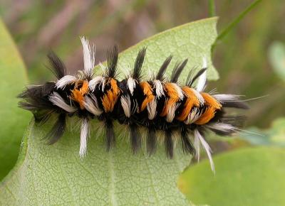 Milkweed tussock caterpillar -- Euchaetes egle - 2