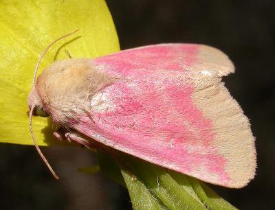 Schinia florida - 11164 -Primrose moth