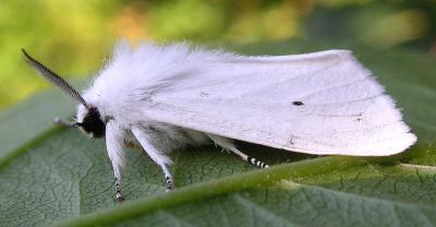 Virginian Tiger Moth -- Spilosoma virginica - 1