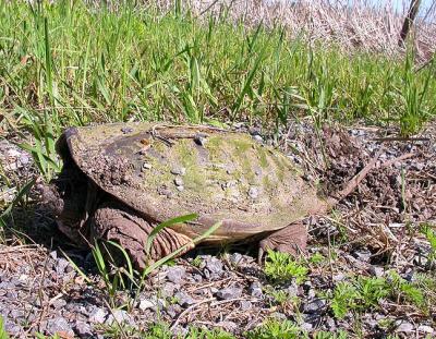 snapping turtle - 1