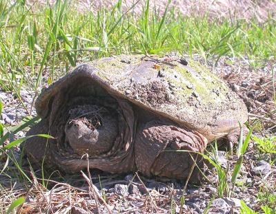 snapping turtle - 3