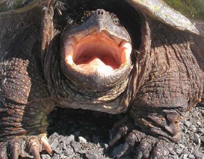 snapping turtle - 4