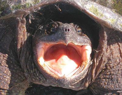 snapping turtle - 5