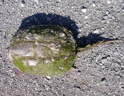 snapping turtle - 6