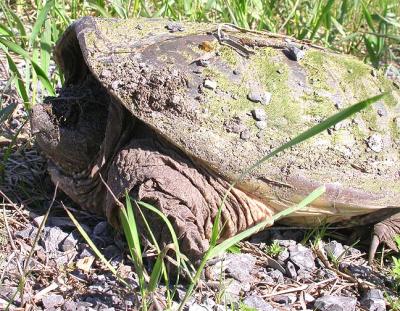 snapping turtle - 7