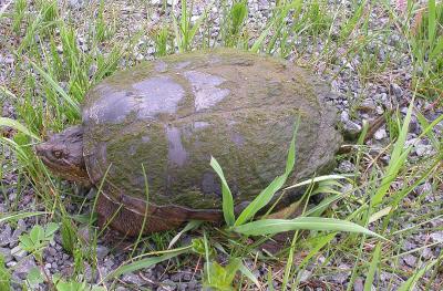 snapping turtle - 8