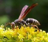 Paper wasp - <i>(Polistes fuscatus?) - 3