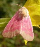 Schinia florida - 11164 - Primrose moth