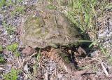 snapping turtle - 2