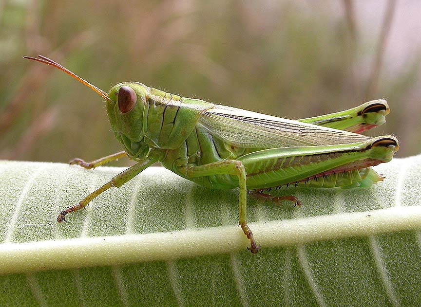 Two-striped - Melanoplus bivittatus -  female.