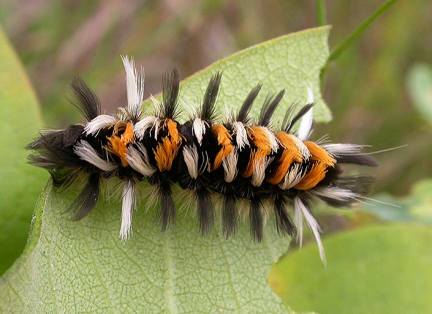 Milkweed tussock caterpillar -- <i>Euchaetes egle</i> - 2