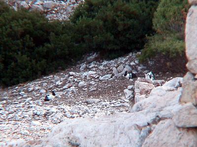 43 Rabbits at Tersane Bay !!