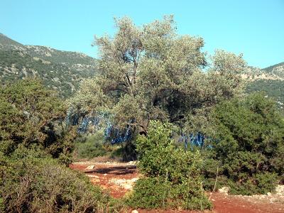 82 on Lycian Way, Turkcell sponsored prayer tree