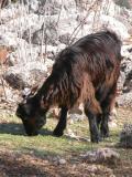 113 Goat Ramazan missed