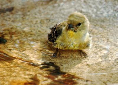 First Baby Bird Bath