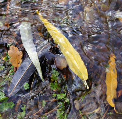 Fallen Leaves in Creek