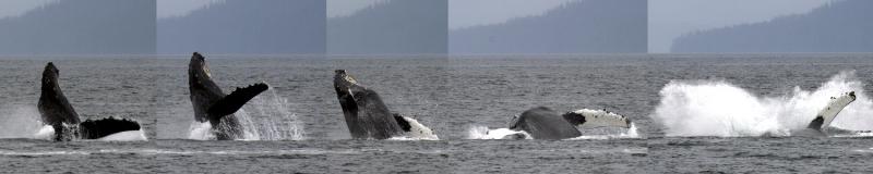 <b>Whale Attempting Flight</b><br><i>Ann Chaikin</i>