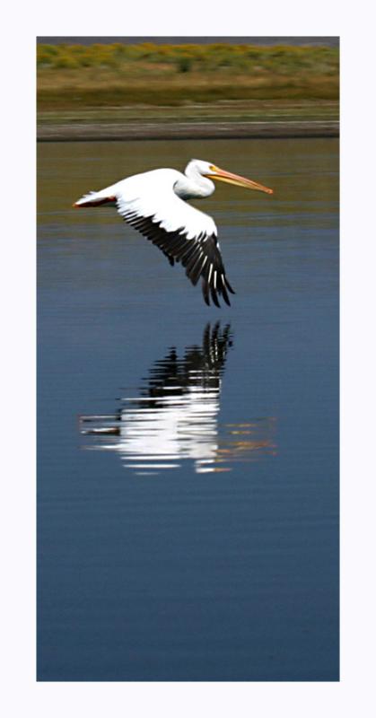 Reflections*