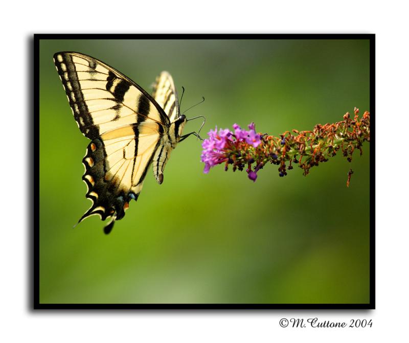 <b>Fly butterfly Fly *</b><br><i>by Mike C