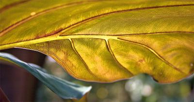 Wide Leaf *
