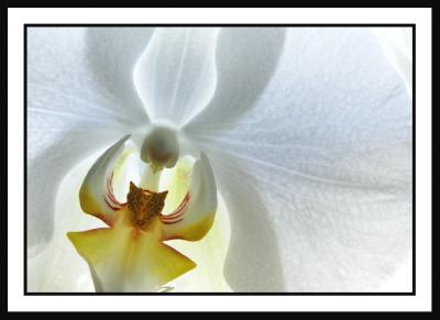 Backlit Orchid *