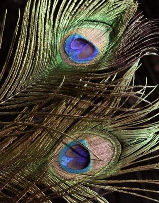 Peacock Feathers (*)
