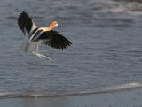 Landing Gear Down* by Jeff Hall