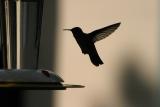 <b>Early Morning Snack</b>*<br><i>by Nathan Laredo</i><br><b>9th Place</b>