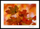 <b>10th Place</b><br><i> Warmth <br>by Angela Johnson</i>