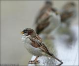 Miserable Weather *