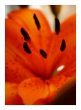 Lily*