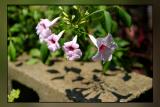 Heralds of Spring