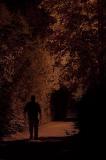 <b>The Shadows *</b><br><i>by Mike Alexander</i>